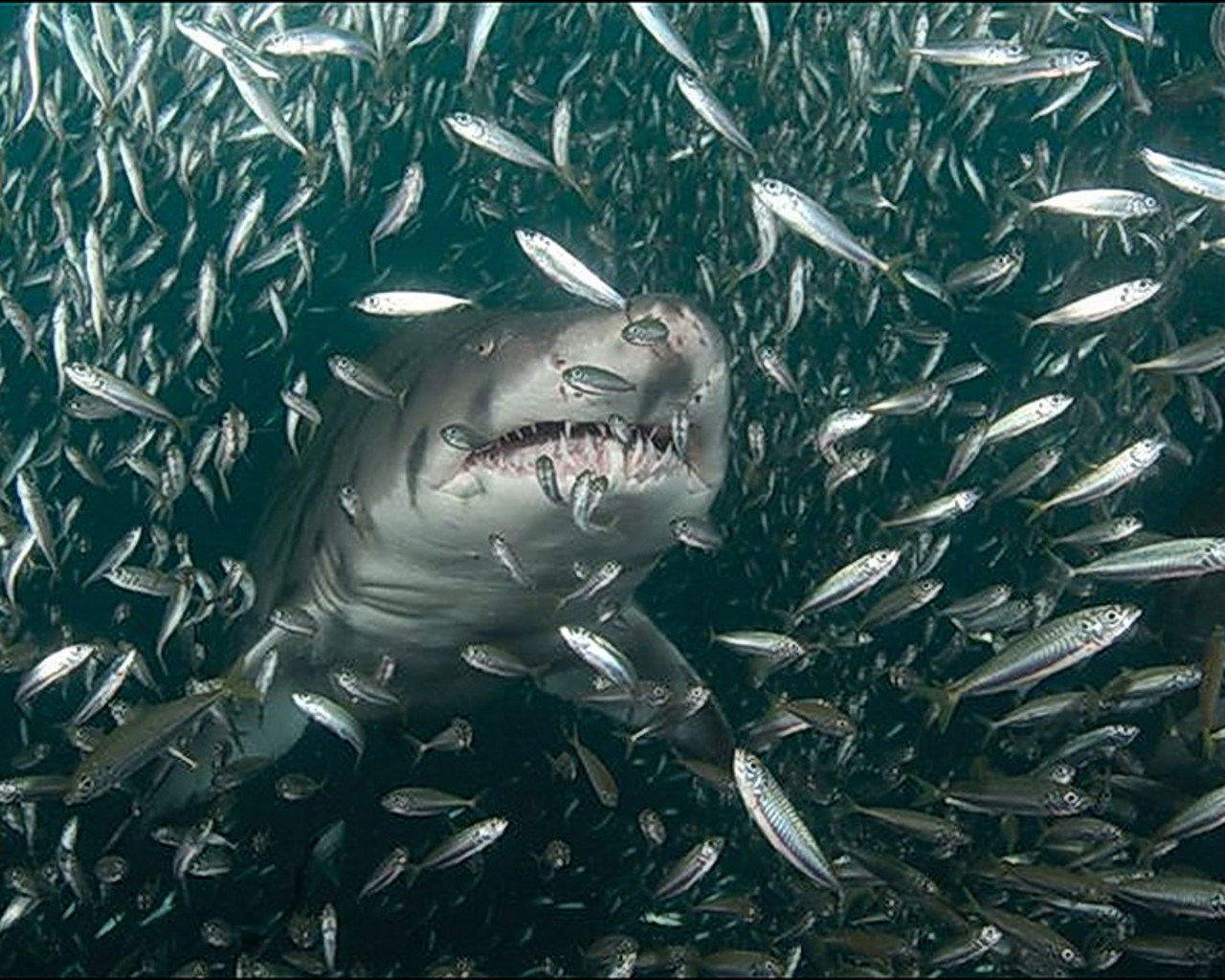 Haien på fiskerbåten | Vibeke Holtskog
